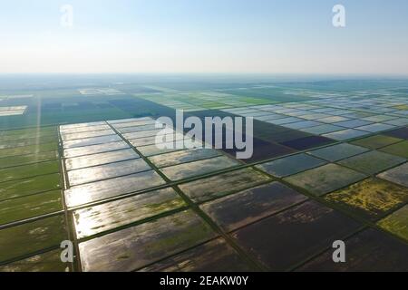 Die reisfelder sind mit Wasser überflutet. Landschaft vor der Sonne. Überfluteten Reisfeldern. Agronomischen Methoden der Reisanbau in den Bereichen. Stockfoto