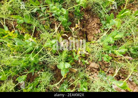 Bereich der junge Erbsen. Erbsen auf dem Feld wächst. Hülsenfrüchte in das Feld Stockfoto