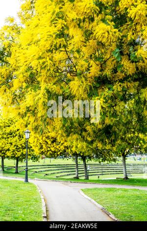 Üppig blühende Mimosaakazien im Park Stockfoto