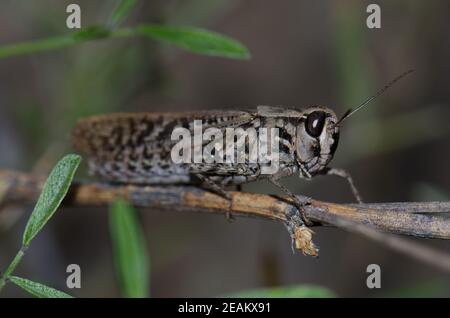 Kanarischer Zangengrasschrecke Calliptamus plebeius auf einem Ast. Stockfoto