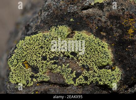 Karte Flechten Rhizocarpon geographicum auf einem Felsen. Stockfoto