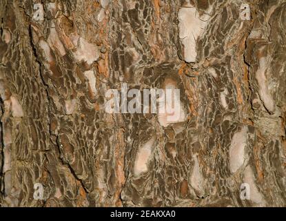 Rinde der Kanarienkiefer Pinus canariensis. Stockfoto