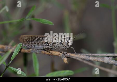 Kanarischer Zangengrasschrecke Calliptamus plebeius auf einem Ast. Stockfoto