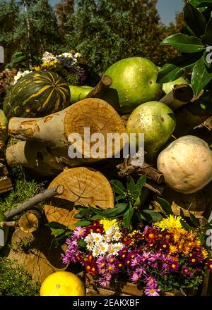 Schönheit nach der Reinigung des Herbstgartens helle Aster in einer Holzkiste, getrocknete Baumstämme, zerkleinerte Kürbisse und Melonen und Lorbeerspalten Stockfoto