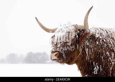 Schottische Hochlandkuh im Schnee. Nahaufnahme des Kopfes und der Hörner in einer Winterlandschaft. Stockfoto