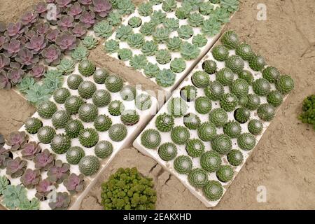 Blumen auf Floraart ausgestellt, 50 internationale Gartenausstellung in Zagreb, Kroatien Stockfoto