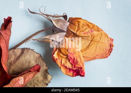 Getrocknete Rosenblüte auf hellem Hintergrund Stockfoto