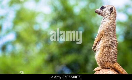 Erdmännchen Überwachung und Wachsamkeit. Kontrolle des Territoriums, Alarm und Schutz der Gruppe. Stockfoto