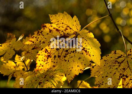 Herbstlich gefärbtes Ahornblatt in Backlit Stockfoto