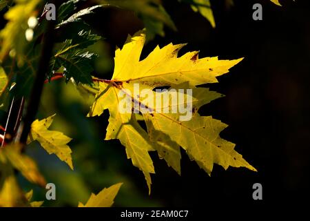 Herbstlich gefärbtes Ahornblatt in Backlit Stockfoto