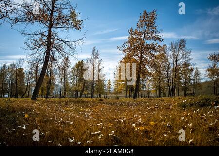 Herbst im grünen Wald. Trockenes Gras und gelbe Baumblätter. Stockfoto