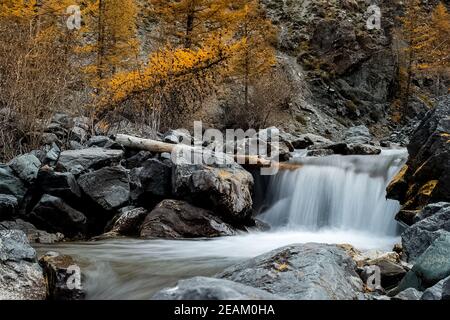 Bergfluss fließt über die Felsen. Die Flüsse sind altai. Die Natur ist altai. Stockfoto