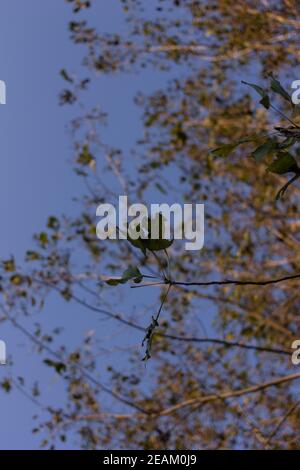 Pappelhain im Herbst bei Sonnenuntergang Stockfoto