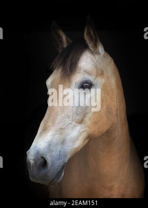 Eine Kopfaufnahme eines hübschen Dun-Pferdes vor schwarzem Hintergrund. Stockfoto