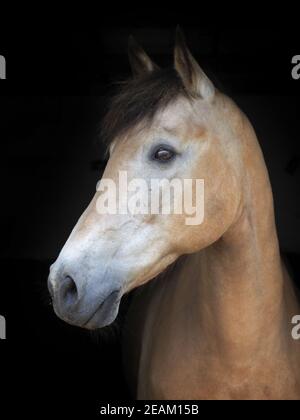 Eine Kopfaufnahme eines hübschen Dun-Pferdes vor schwarzem Hintergrund. Stockfoto