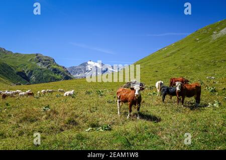 Kühe auf der Alm, Pralognan la Vanoise, Französische Alpen Stockfoto