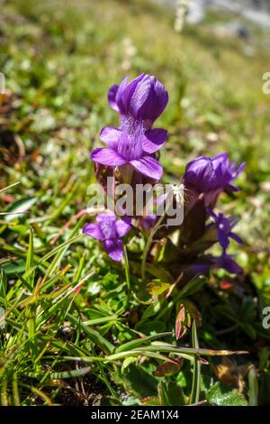 Feld Enzian, gentianella campestris, in Savoie, Frankreich Stockfoto