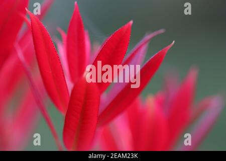 Pieris formosa Sorte forrestii wakehurst neue rote Triebe Stockfoto