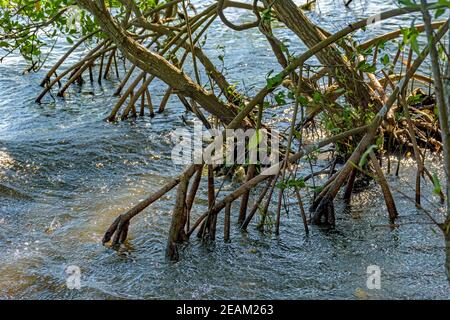 Wurzeln und aquatische Vegetation typisch für gemeinsame Mangroven in Brasilien Tropisches Ökosystem Stockfoto