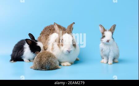 Mutter Kaninchen und drei neugeborene Hasen auf blauem Hintergrund. Stockfoto