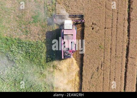 Reinigung Weizen Harvester. Ansicht von oben. Stockfoto