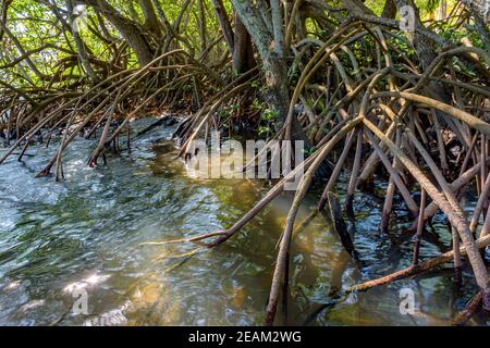 Wurzeln und aquatische Vegetation typisch für gemeinsame Mangroven in Brasilien Tropisches Ökosystem Stockfoto