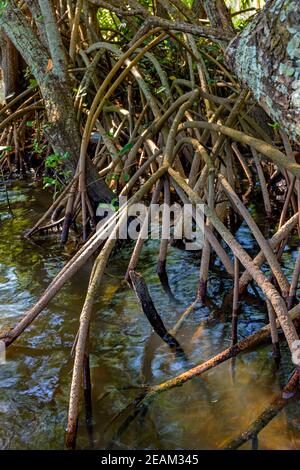 Wurzeln und aquatische Vegetation typisch für gemeinsame Mangroven in Brasilien Tropisches Ökosystem Stockfoto