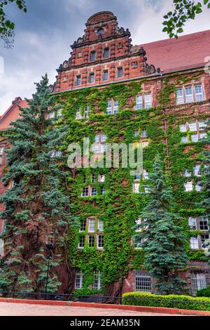 Grüner Efeu bedeckt alte Wände der Maritime Universität von Stettin Stockfoto