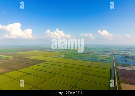 Die reisfelder sind mit Wasser überflutet. Überfluteten Reisfeldern. Agronomischen Methoden der Reisanbau in den Bereichen. Stockfoto