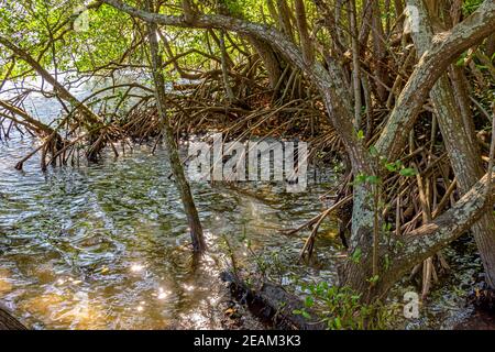 Wurzeln und aquatische Vegetation typisch für gemeinsame Mangroven in Brasilien Tropisches Ökosystem Stockfoto