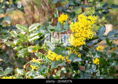 mahonia oder oregon Traube, Mahonia aquifolium Stockfoto