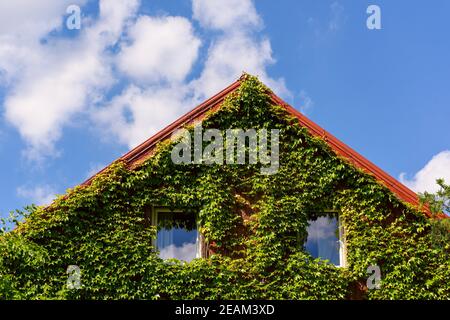 Haus von grünem Efeu bedeckt. Das Dach ist mit grünem Efeu auf einem Hintergrund mit blauem bewölktem Himmel bedeckt. Stockfoto