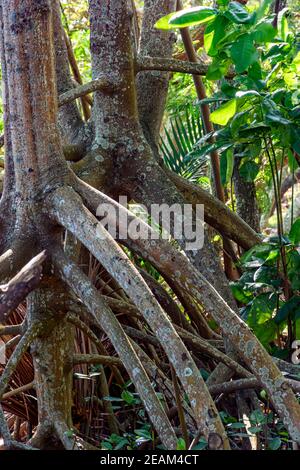 Wurzeln und Vegetation typisch für gemeinsame Mangroven in Brasiliens tropischen Ökosystem Stockfoto