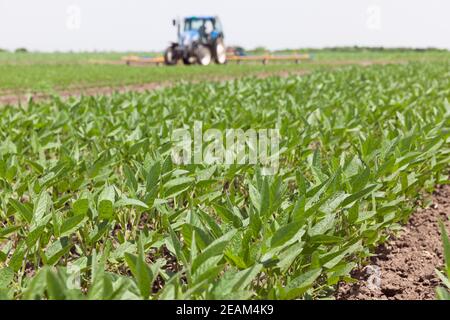 Grüne Reifung Sojabohnenfeld, Landwirt fahren Traktor im Hintergrund Stockfoto