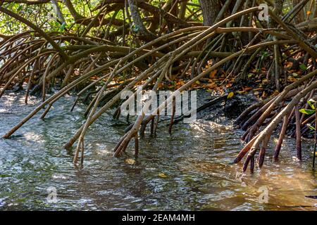 Wurzeln und aquatische Vegetation typisch für gemeinsame Mangroven in Brasilien Tropisches Ökosystem Stockfoto