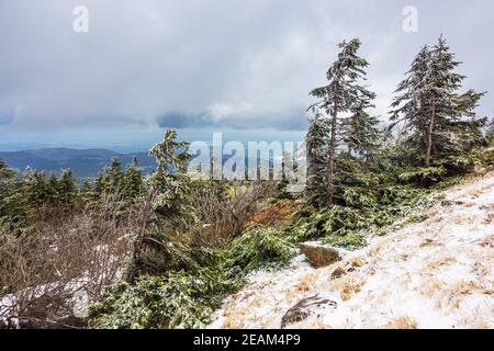 Landschaft mit Bäumen im Harz, Deutschland Stockfoto