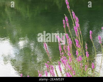 Schöne natürlich gefärbte Blumen verschiedene frische leuchtende Aromaten Stockfoto