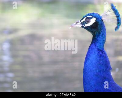Schöner Pfau von fantastisch hellen Farben von langen Federn Stockfoto