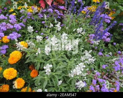 Schöne natürlich gefärbte Blumen verschiedene frische leuchtende Aromaten Stockfoto