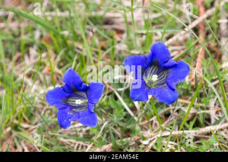 Enzianblüten auf grüner Wiese. Blaue Blüten Stockfoto