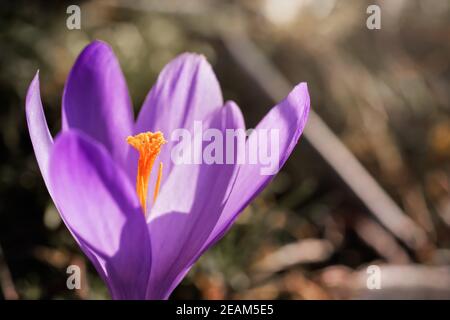 Sonne scheint auf wilden lila und gelbe Iris Crocus heuffelianus verfärben Blume wächst im Frühjahr trockenen Gras, Nahaufnahme Makro Detail Stockfoto