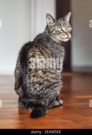 Graubraune tabby Katze sitzt auf Holzboden, sieht neugierig aus Stockfoto