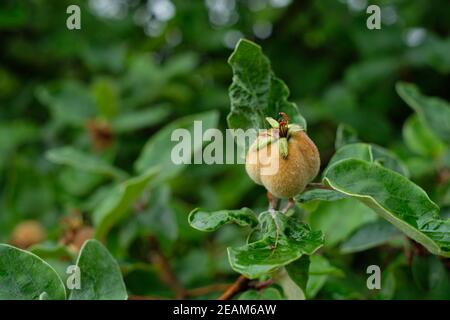 Quitte Frucht an einem Baum Stockfoto