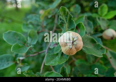 Nahaufnahme einer Quitte im Sommer Stockfoto