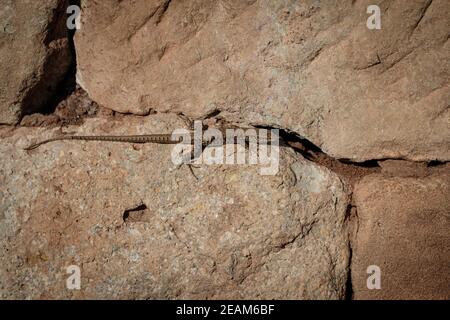 Nahaufnahme einer europäischen Mauereidechse Stockfoto