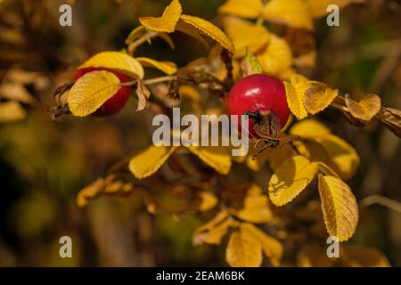 Rote Hagebutte mit gelben Herbstblättern Stockfoto