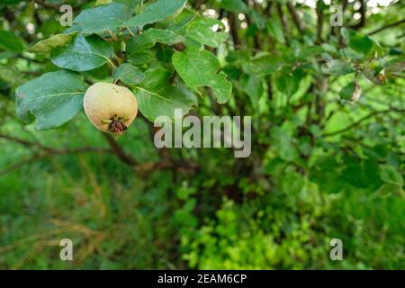 Obstbaum mit Quitte an einem Ast Stockfoto