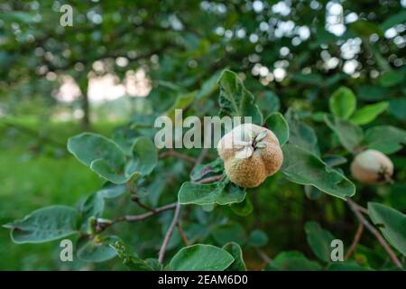 Quitte Frucht an einem Baum in einem Obstgarten Stockfoto