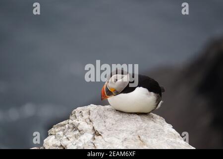 Papageitaucher auf den Skellig Inseln Stockfoto