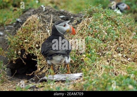 Papageitaucher auf den Skellig Inseln Stockfoto